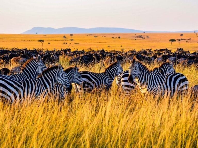 Olengugih Safaris