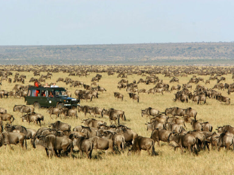 Wilber Safari Holidays
