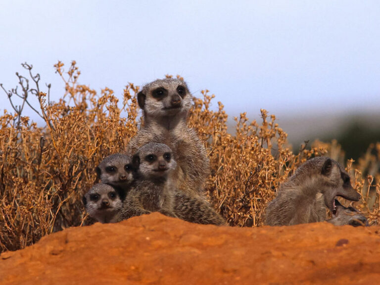 Take Me To Africa
