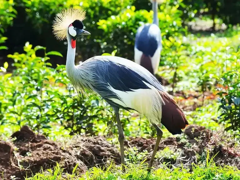Musana Tours & Travel