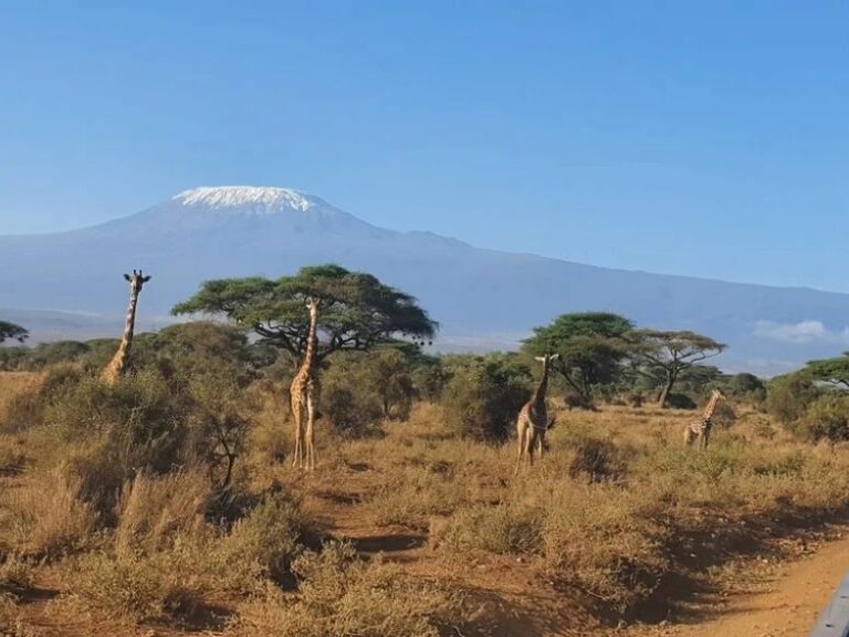 Natural World Kenya Safaris