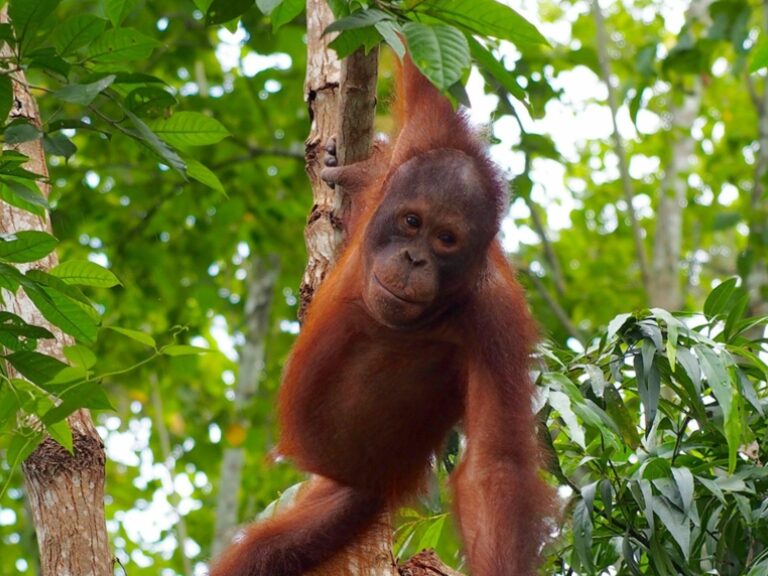 Orangutan Odysseys