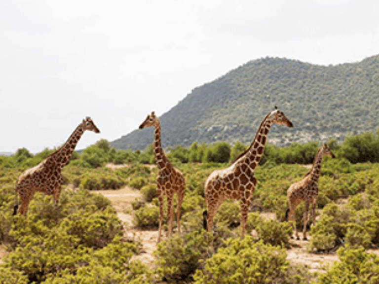 Wilber Safari Holidays