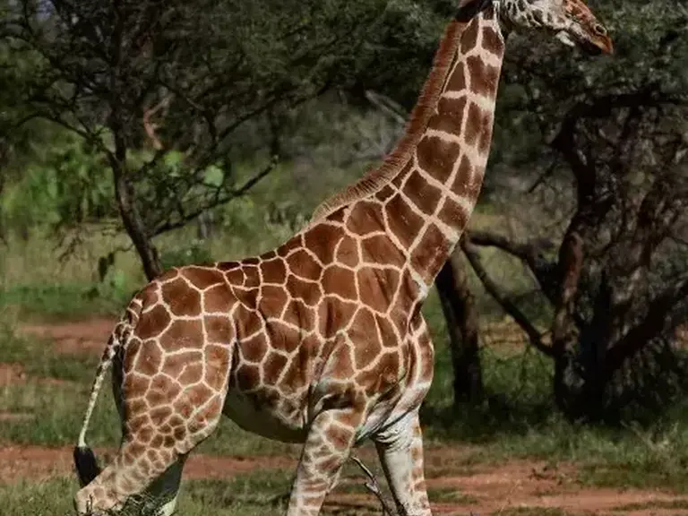 Simba Paka Safaris