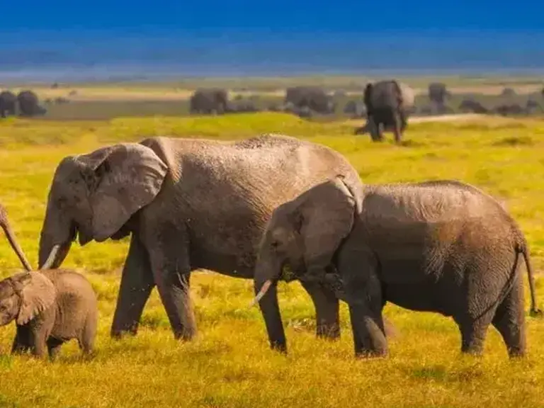 Simba Paka Safaris