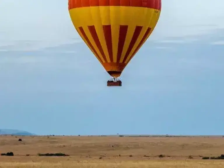Simba Paka Safaris