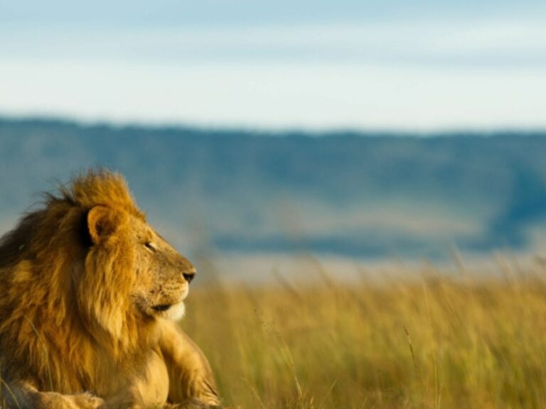 Tanzania Specialist