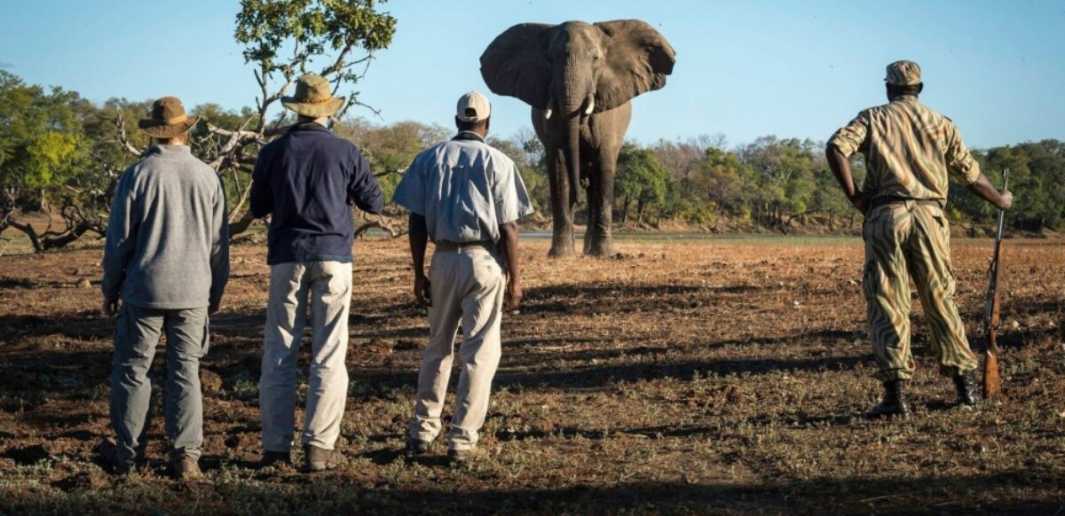 Absolute Zambia elephant bull2