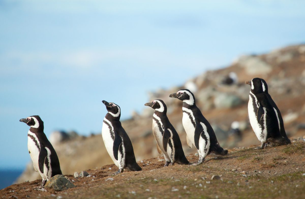 Argentina_penguins