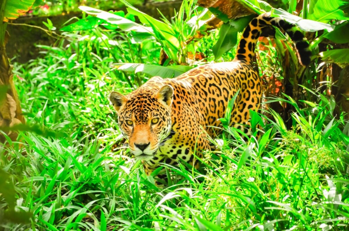 Brazil Amazon Jaguar