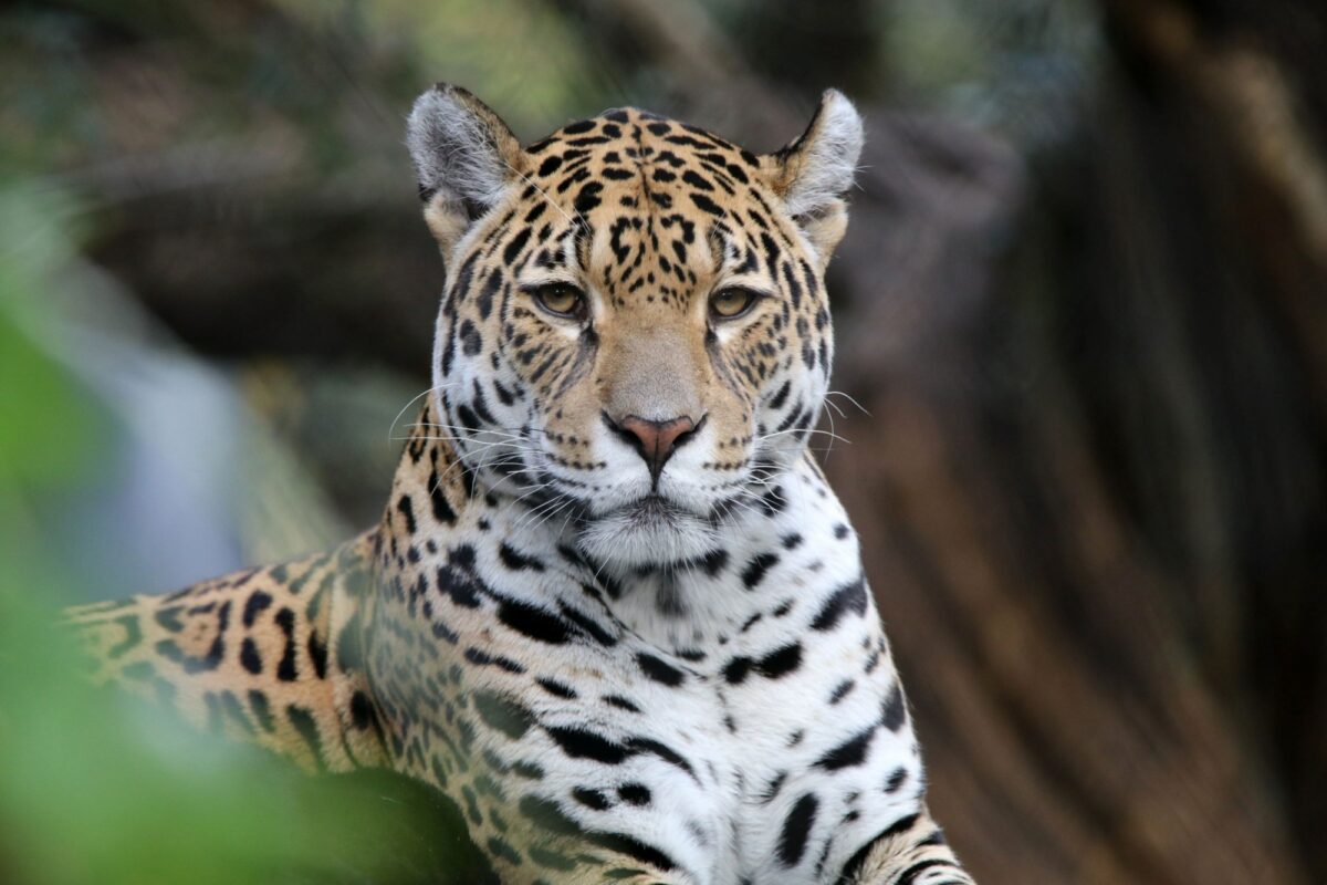 Brazil Pantanal Jaguar4