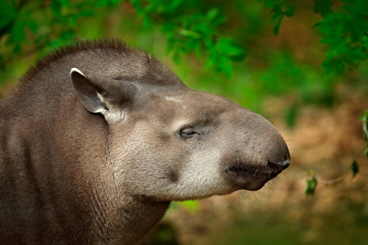Brazil Pantanal outh American Tapir