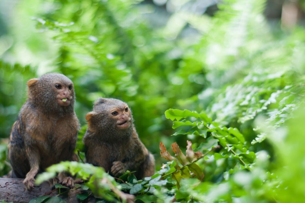 Brazil pygmy monkeys