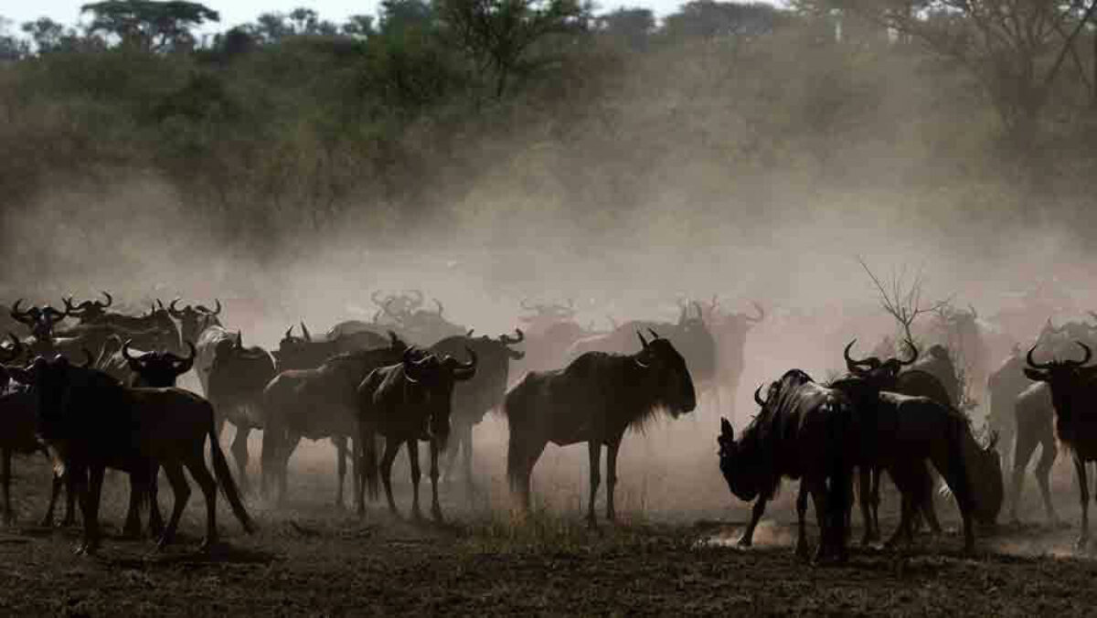 Canva wild beast migration in Serengeti