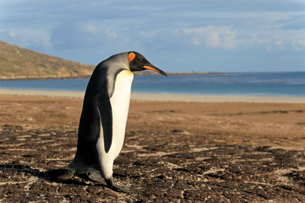 Falkland-Islands_Saunders-Malvinas