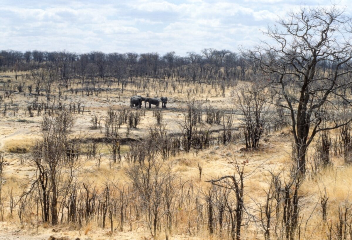 Hwange National Park zimbabwe