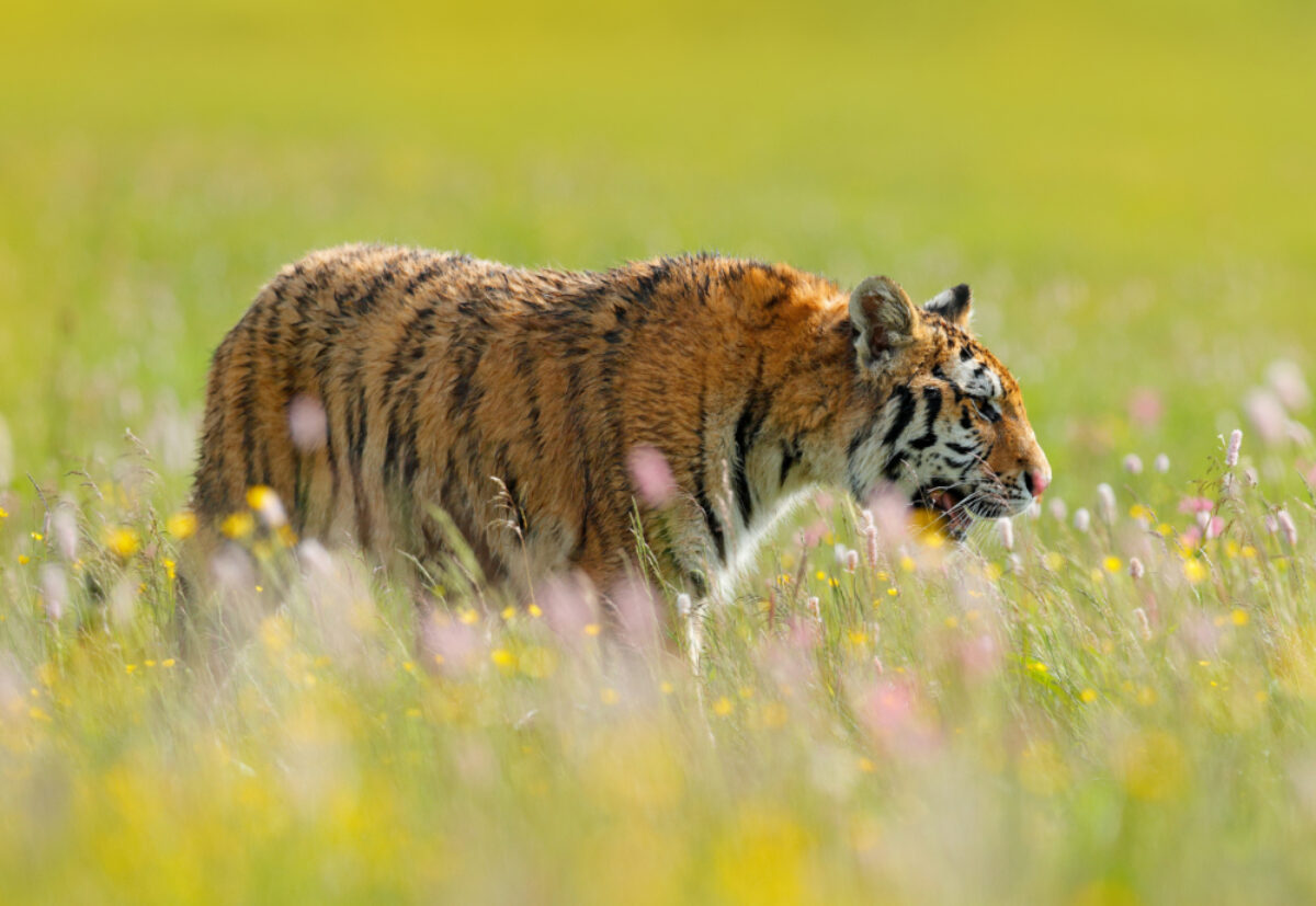 India Flowered meadow with tiger lowres