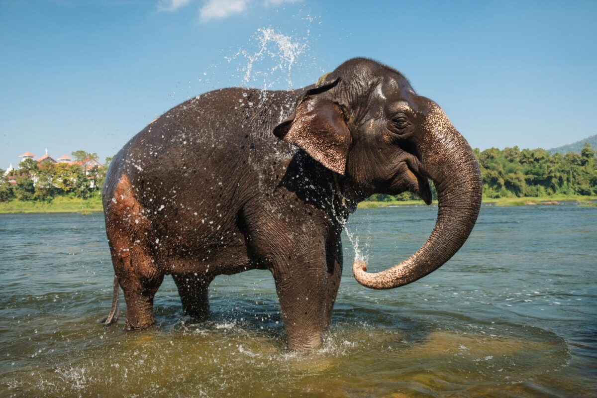 India periyar National Park Elephant