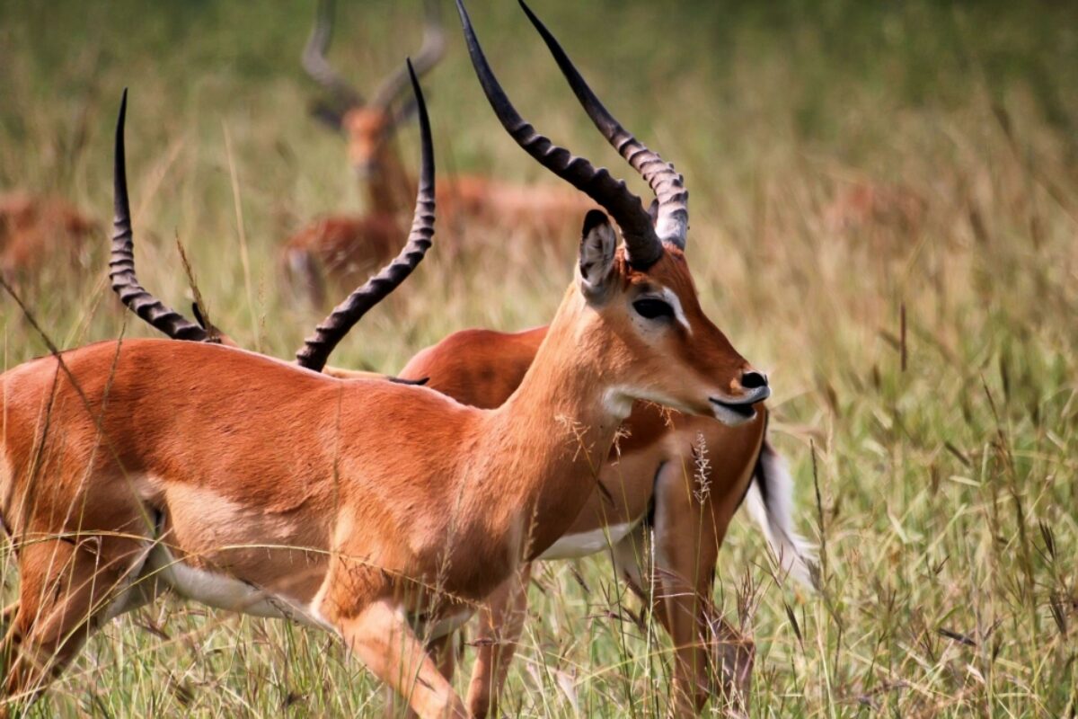 Rwanda Akagera Antelope