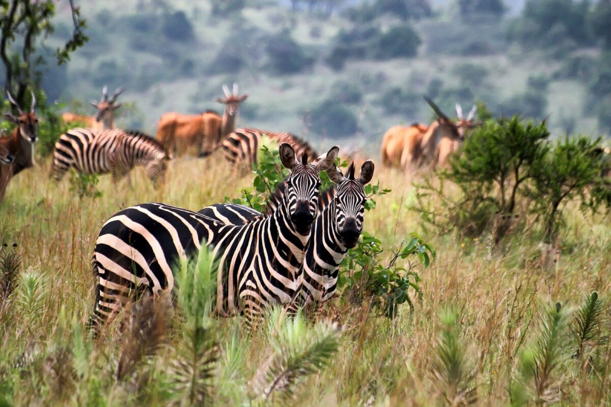 Rwanda Akagera Zebras