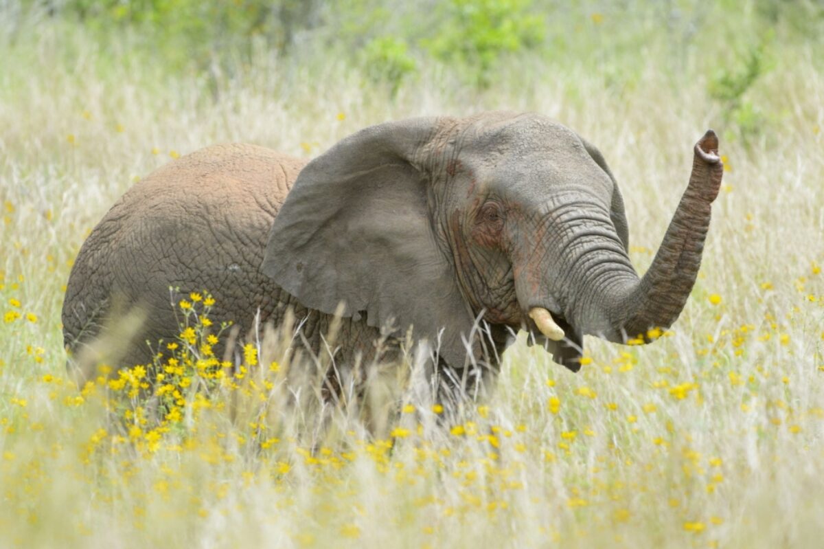 Rwanda Akagera elephant