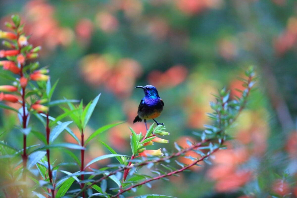 Rwanda Ngungwe Purple banded Sunbird