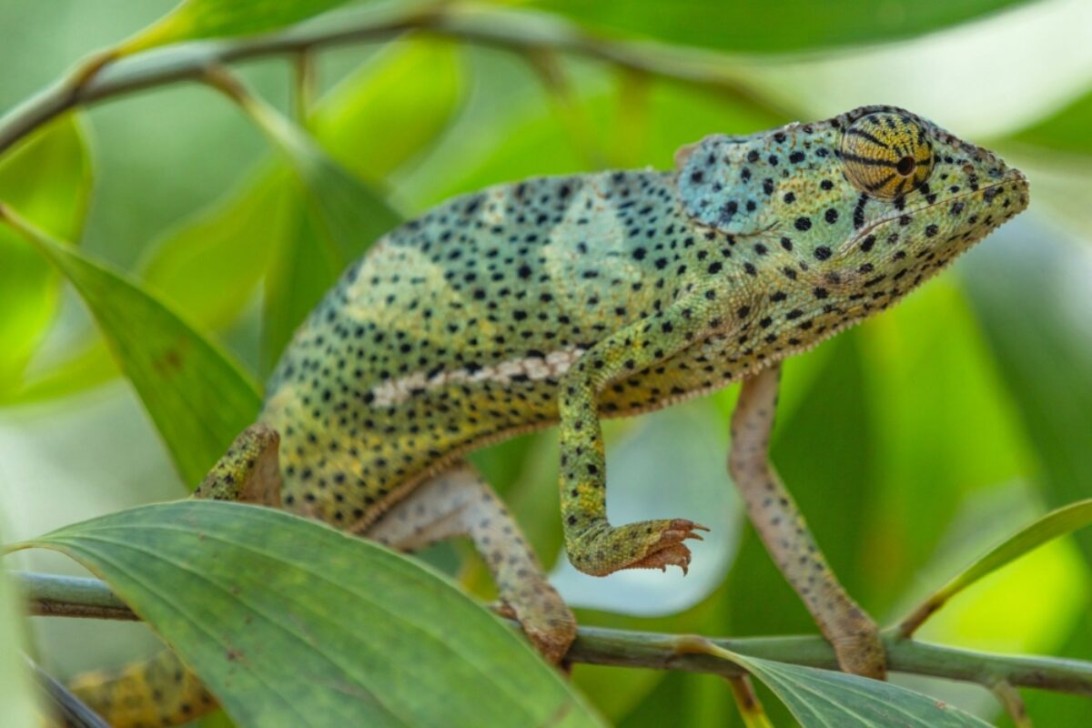 Tanzania Zanzibar Chameleon
