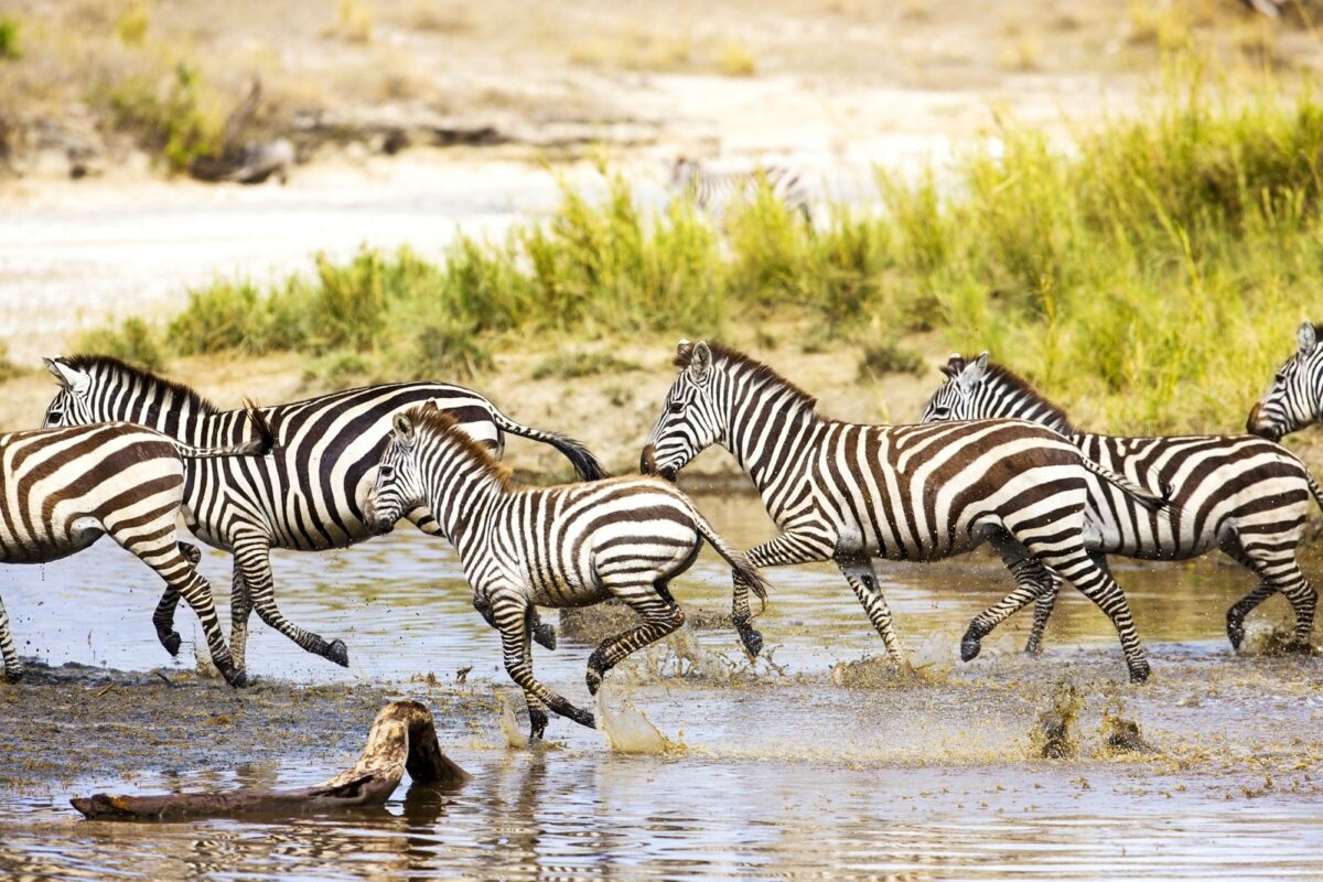 Tanzania serengeti kebra rivercrossing