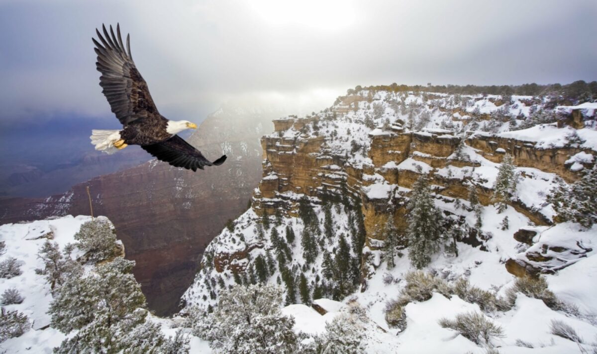 USA Grand Canyon winter baldeagle