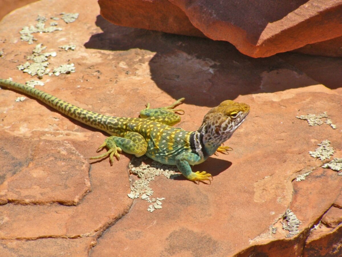 USA Sedona A yellow and green collared lizard on a red rock on Doe Mountain