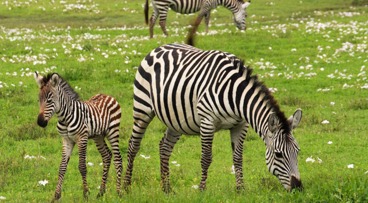 Wild Frontiers Zebra