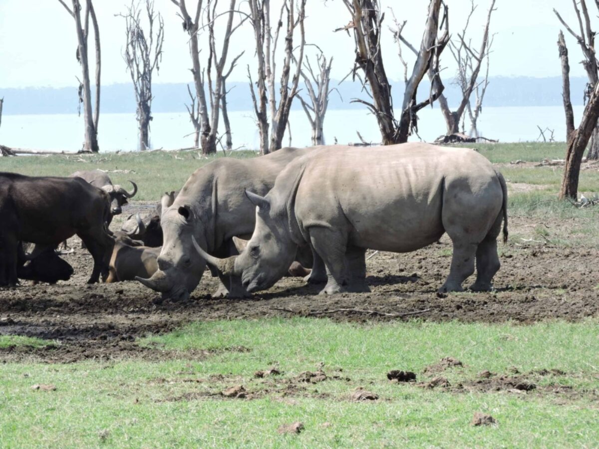 African encounters kenya rhino