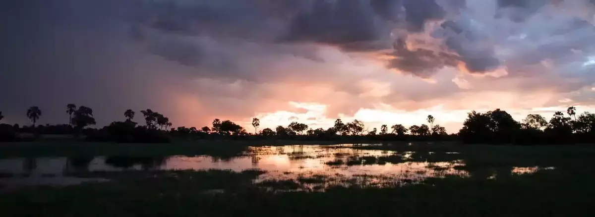 African wild okavango delta botswana