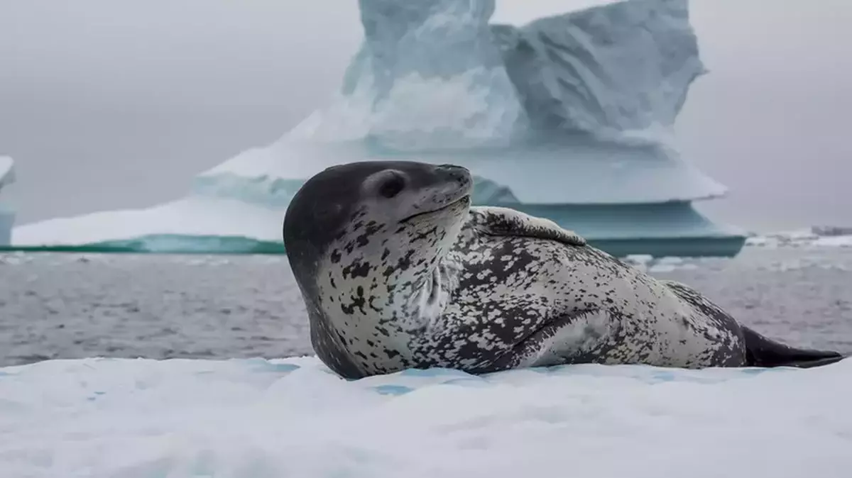 Antarctica cruises Leopard Seal Iceberg 478800477
