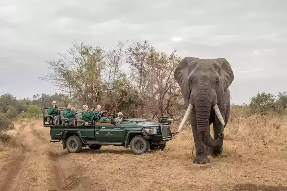 Discover africa karongwe river lodge gallery karongwe portfolio game drives elephant sightings