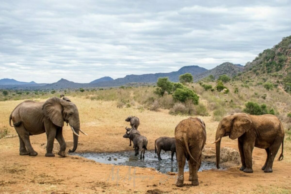 Easemysafari Elephants Drinking Water in a water hole at Ngulia Safari Lodge in Tsavo West National Park 1 1024x683