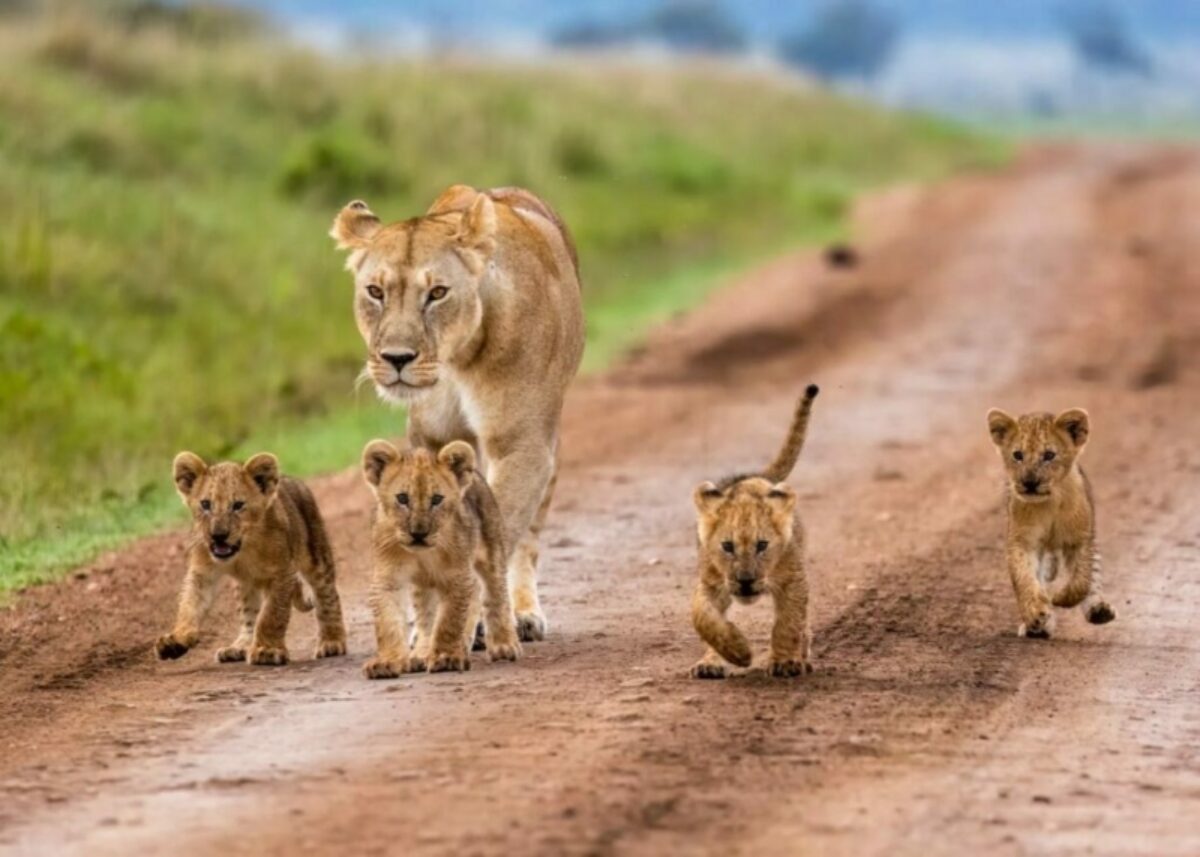 Easemysafari Lioness and her Cubs in Maasai Mara Game Reserve 1024x731