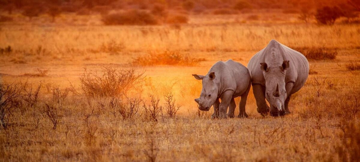 Easytravel tanzania rhino