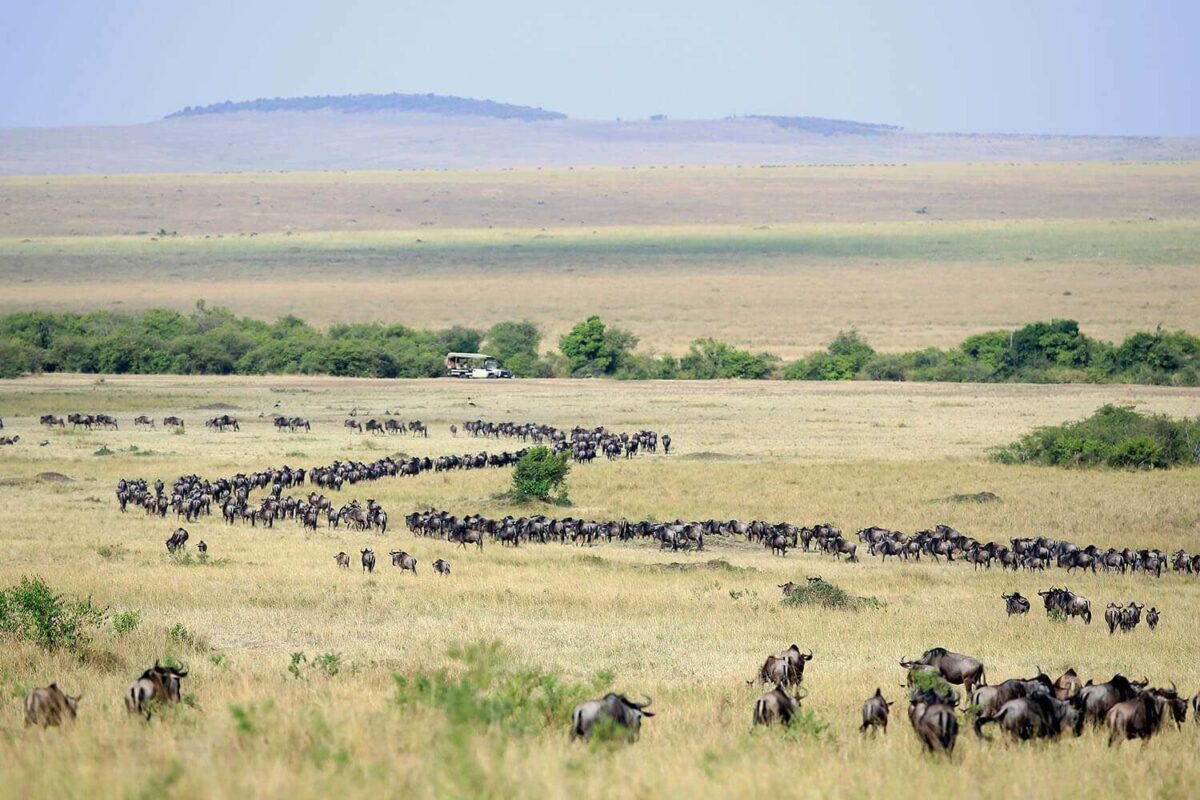 Easytravel tanzania wildebeest