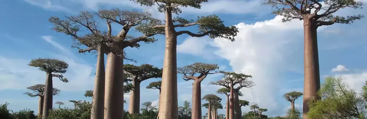 Fosa Madagascar baobab tree