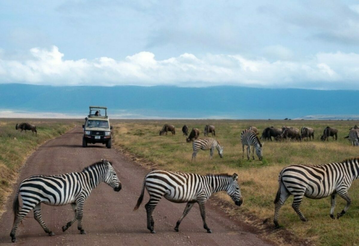 Goexplore zebra