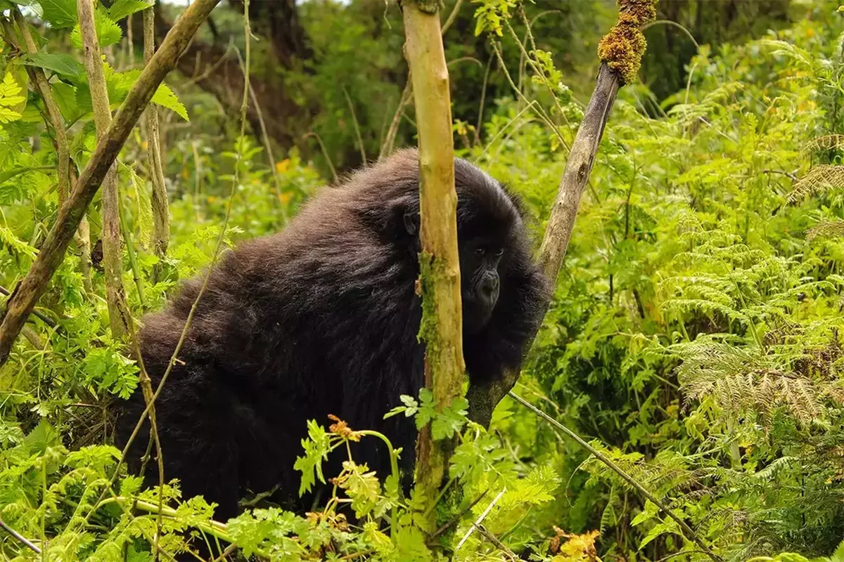 Hermosa Mountain Gorilla Rwanda