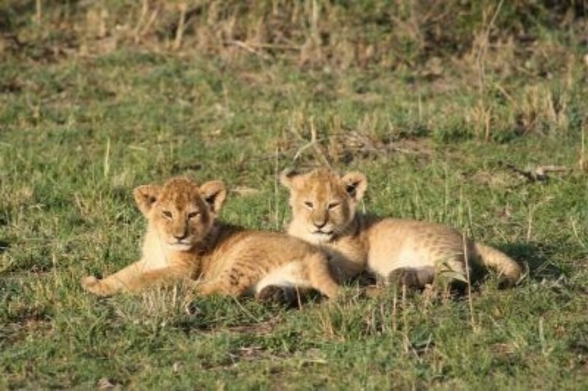 Lion cubs 3017642 640
