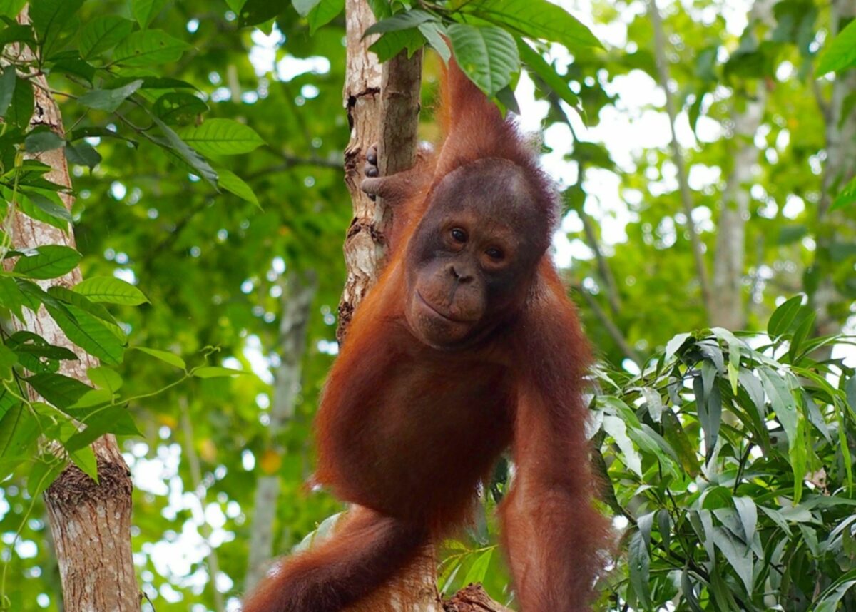 Orangutan tour ecotourism conservation 8