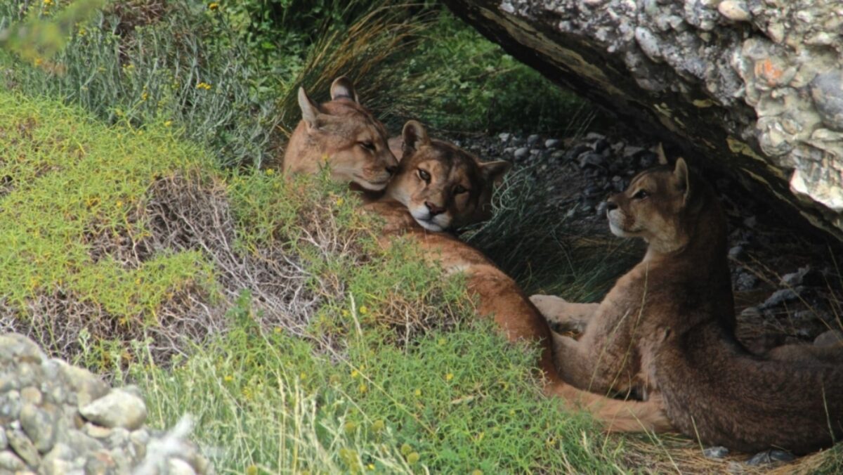 Puma family2