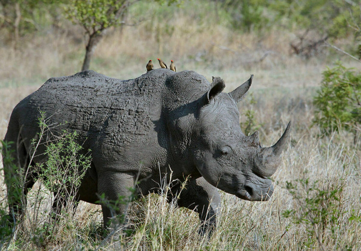 Rhino tmta