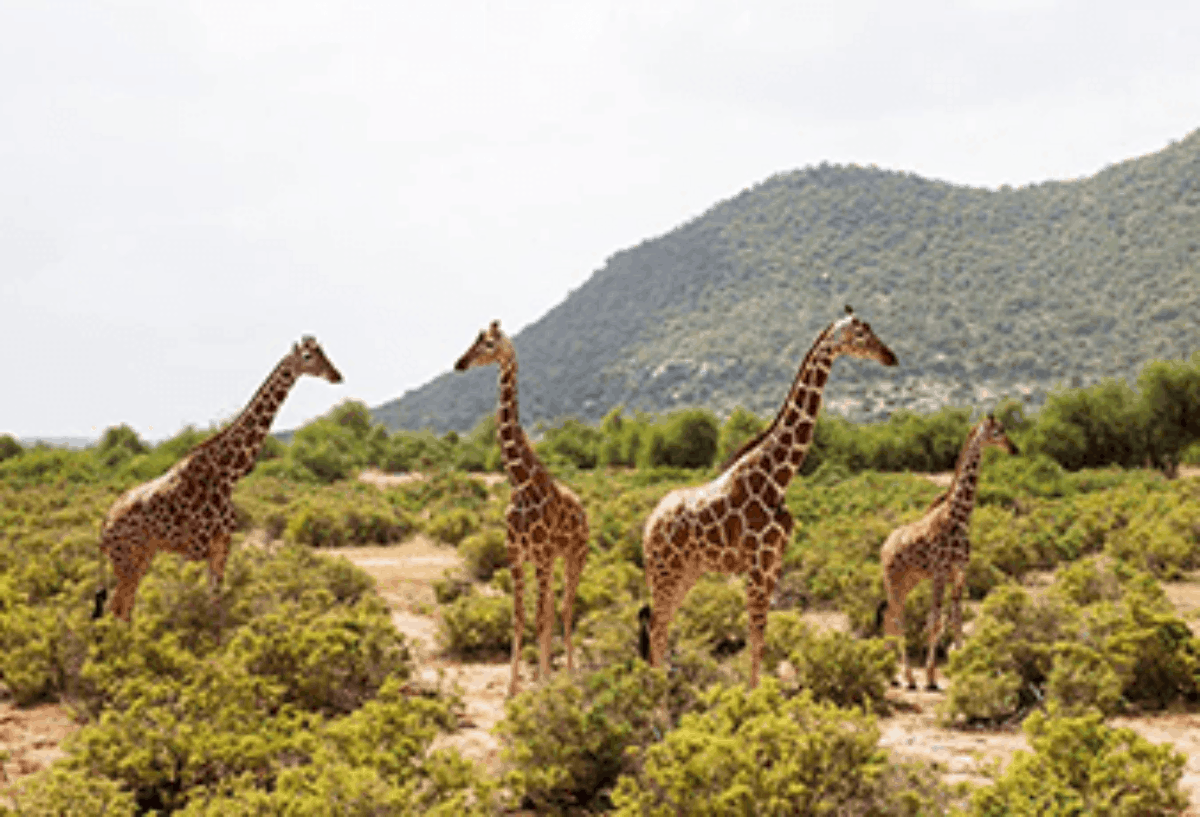 Samburu national park 1