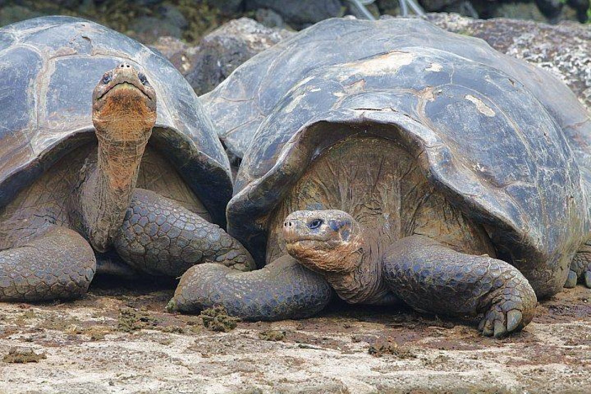 Savacations Galapagos Giant Tortoises3