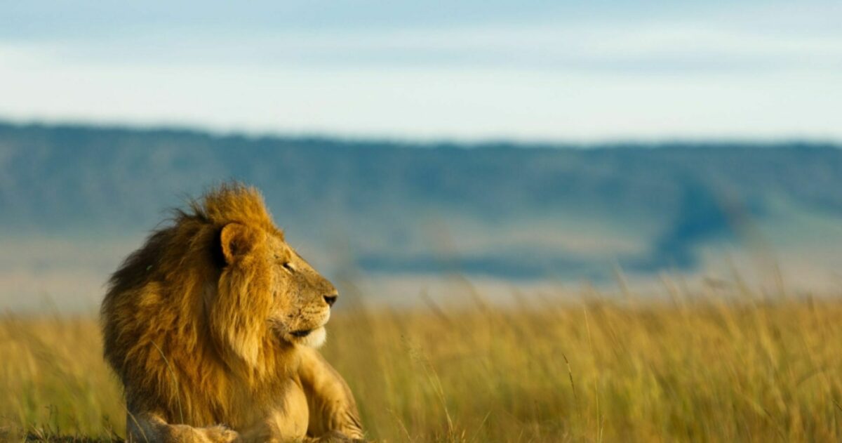 Tanzania specialists Lion Serengeti Tanzani 1900x1000