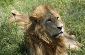 The Mara in Brief